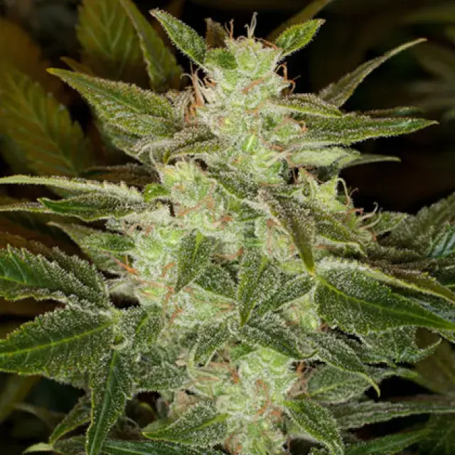Auto Speed Haze Feminised Cannabis Seeds
