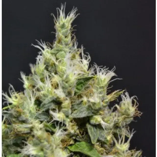 Auto Amnesia Feminised Cannabis Seeds | C.B.D. Seeds