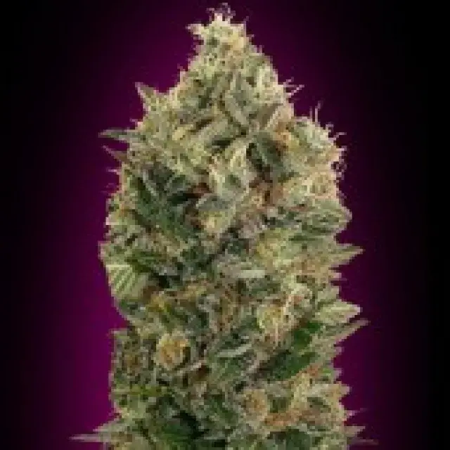 Advanced Seeds Auto Black Diesel Feminised Cannabis Seeds