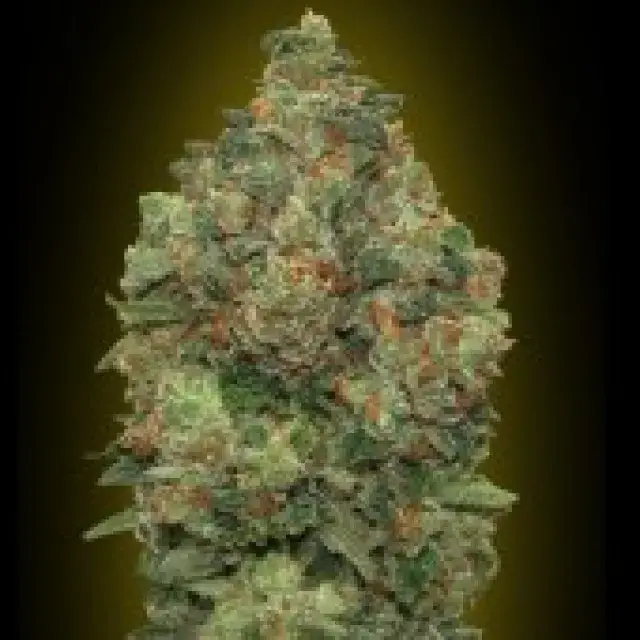 Advanced Seeds Auto Critical Soma Feminised Cannabis Seeds