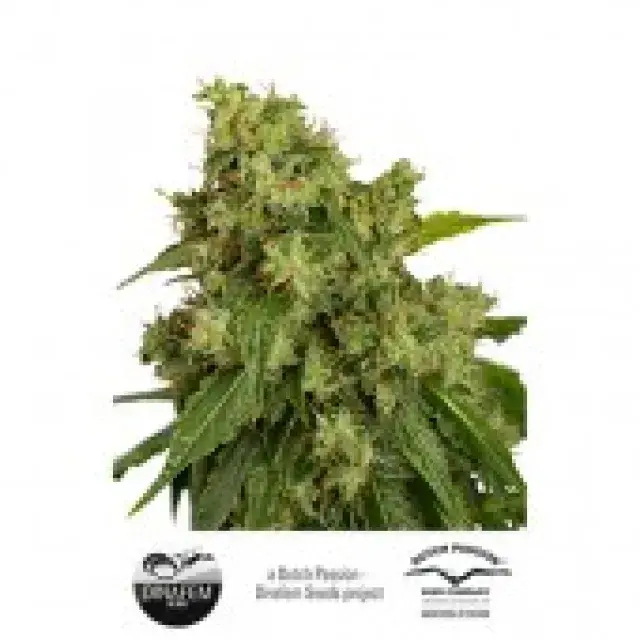 AutoXtreme Auto Feminised Cannabis Seeds | Dutch Passion 