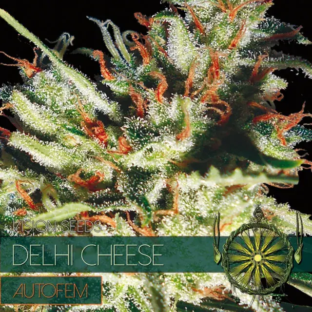 Gouda's Grass Auto Feminised Cannabis Seeds | Vision Seeds
