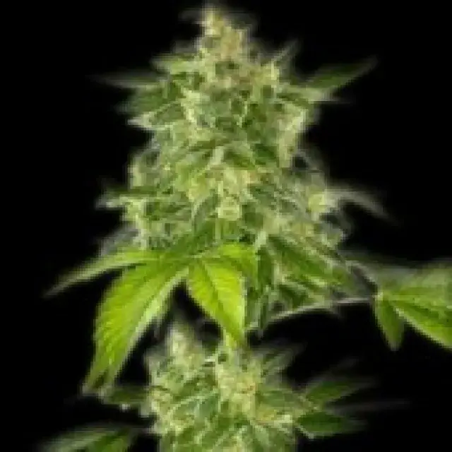 The Bulldog Haze Auto Feminised Cannabis Seeds | Bulldog Seeds