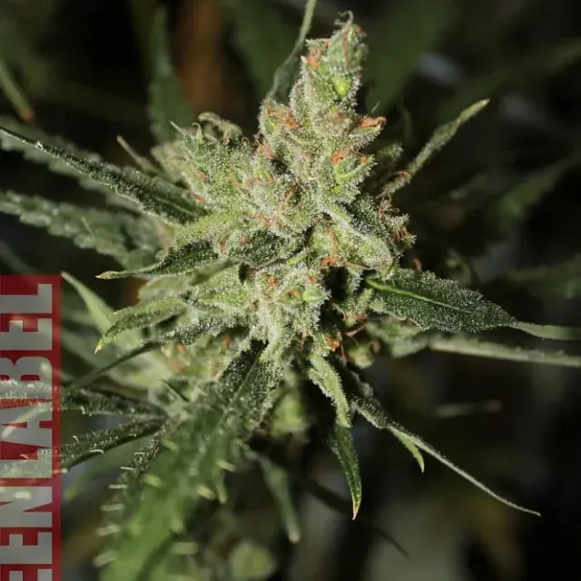 Automatic Amnesia Feminised Cannabis Seeds | GreenLabel Seeds