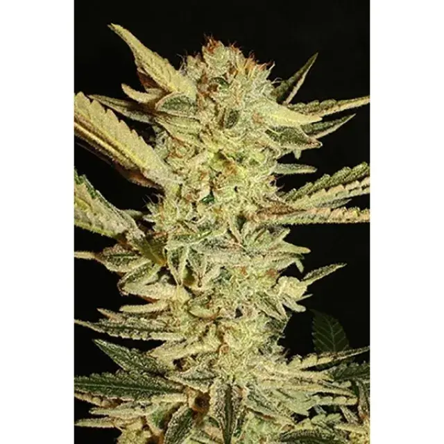 Automatic Fini Feminised Cannabis Seeds | Superstrains