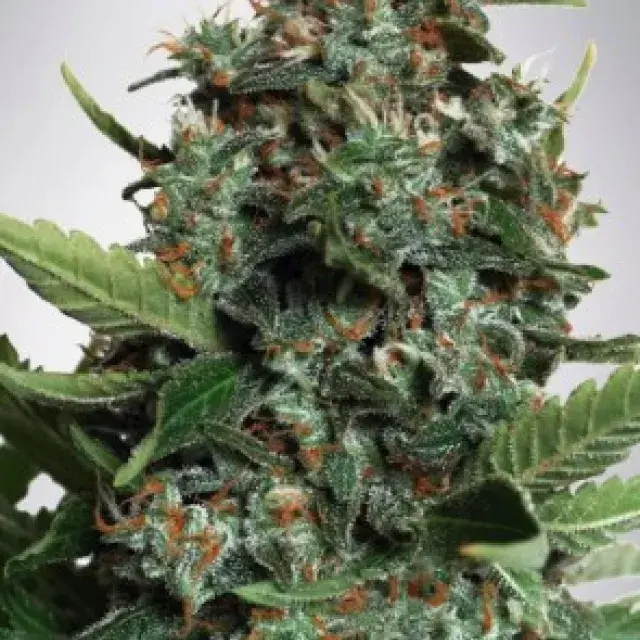 Auto Pilot XXL Feminised Cannabis Seeds | Ministry of Cannabis