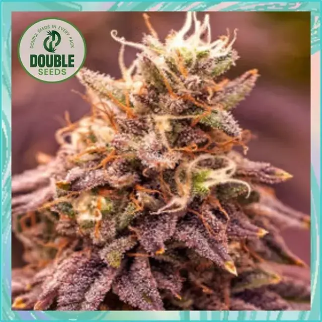 Berry Moonrocks XXL Cannabis Seeds - Double Seeds.