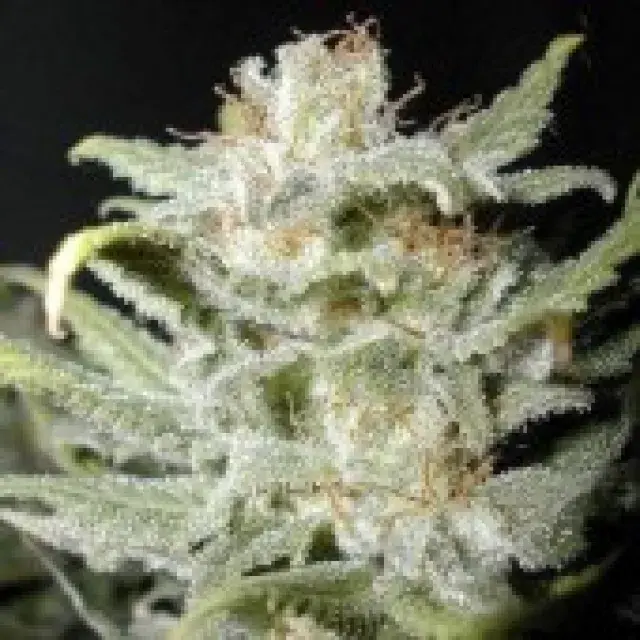 CBG Bangi Haze Regular Cannabis Seeds