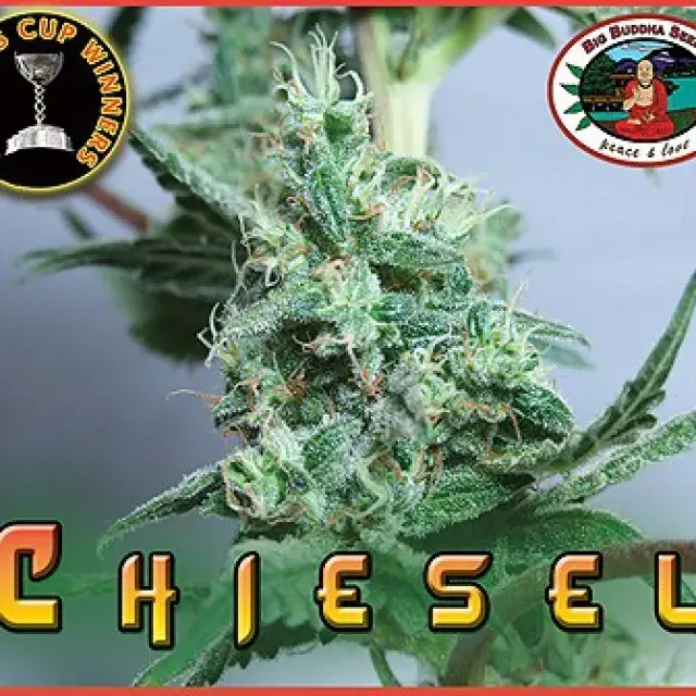 Big Buddha Seeds Chiesel Feminised Cannabis Seeds For Sale
