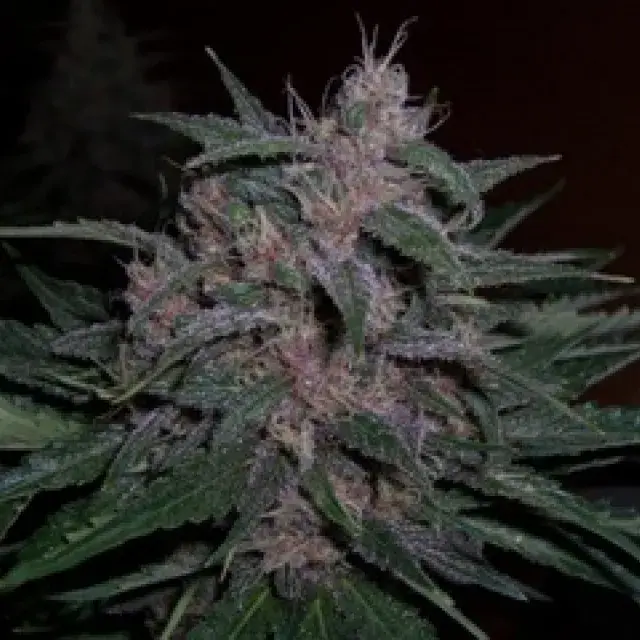 BC Blueberry Regular Cannabis Seeds | BC Bud Depot