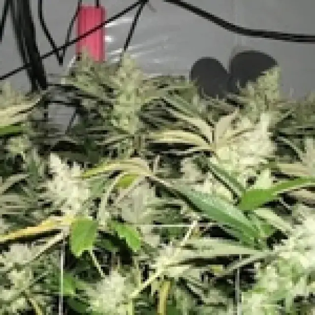 BC Rockstar Regular Cannabis Seeds | BC Bud Depot