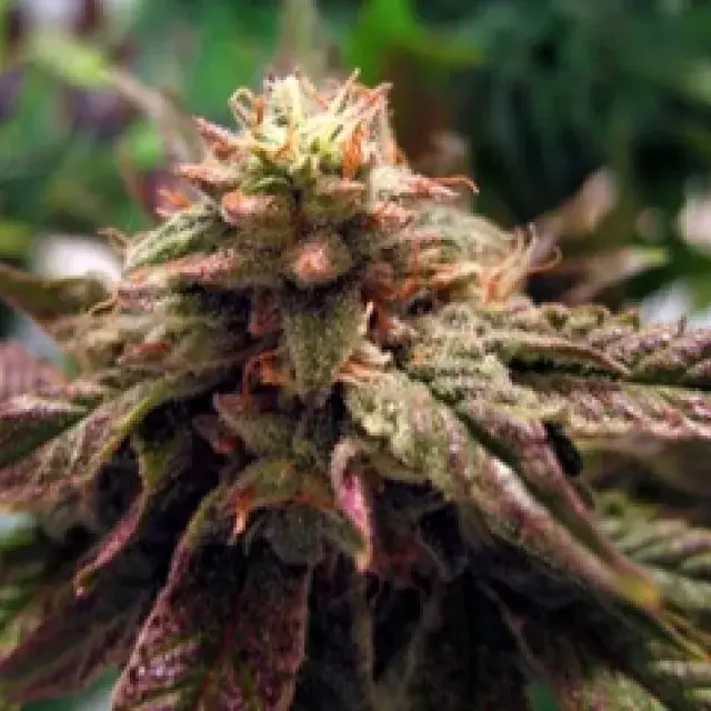 BC Sweet God Regular Cannabis Seeds | BC Bud Depot