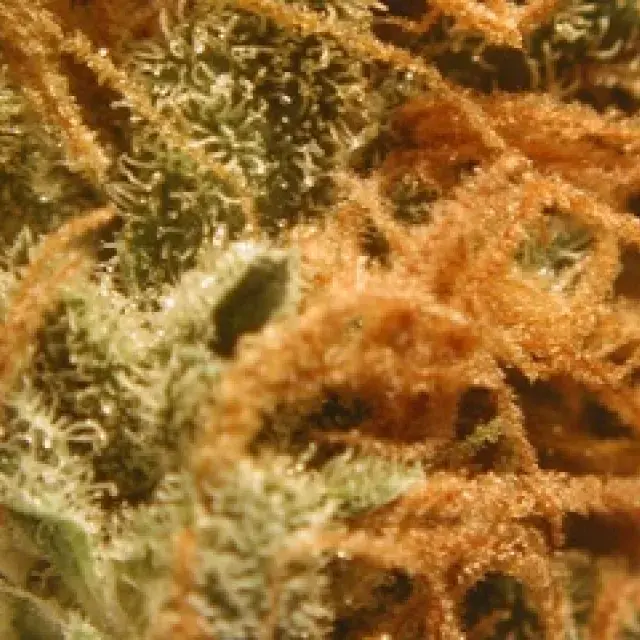 BC Monterey Jack (Formerly Cheese) Regular Cannabis Seeds | BC Bud Depot