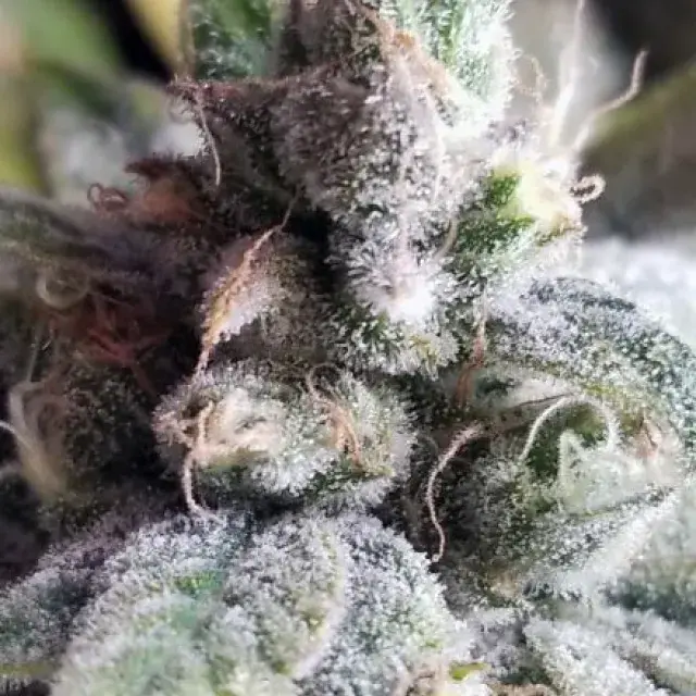 Tangie Cookies Regular Cannabis Seeds | BC Bud Depot