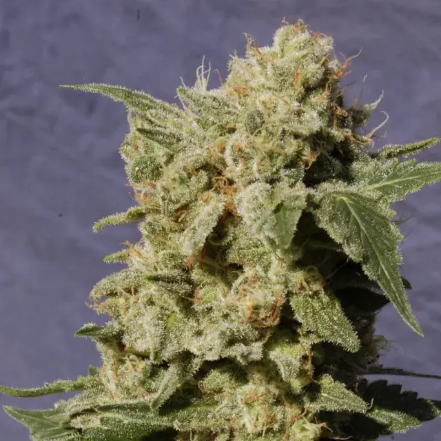 Diesel Glue Feminised Cannabis Seeds