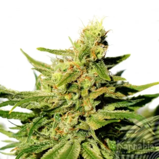 BCN Diesel CBD Feminised Cannabis Seeds