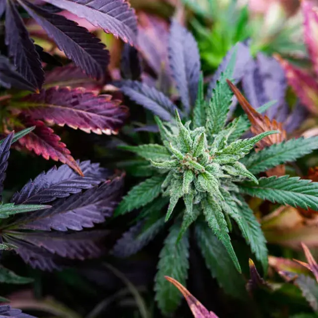 Sleep Well Feminised Cannabis Seeds - Power Strains