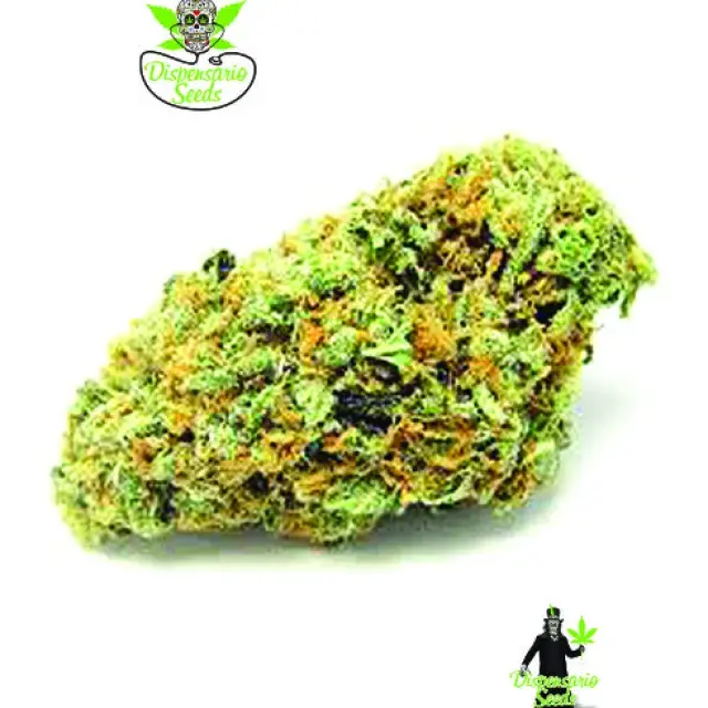 Big Green Crack Feminised Cannabis Seeds | Dispensario Seeds