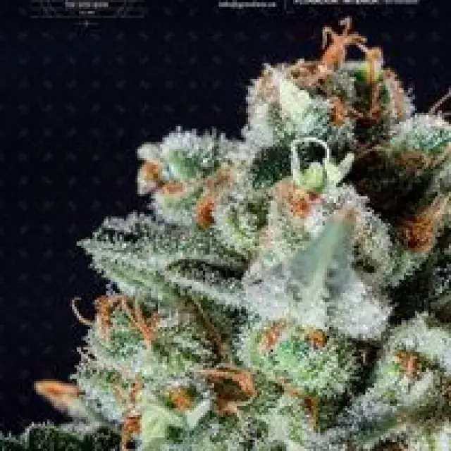 Big Shark Feminised Cannabis Seeds
