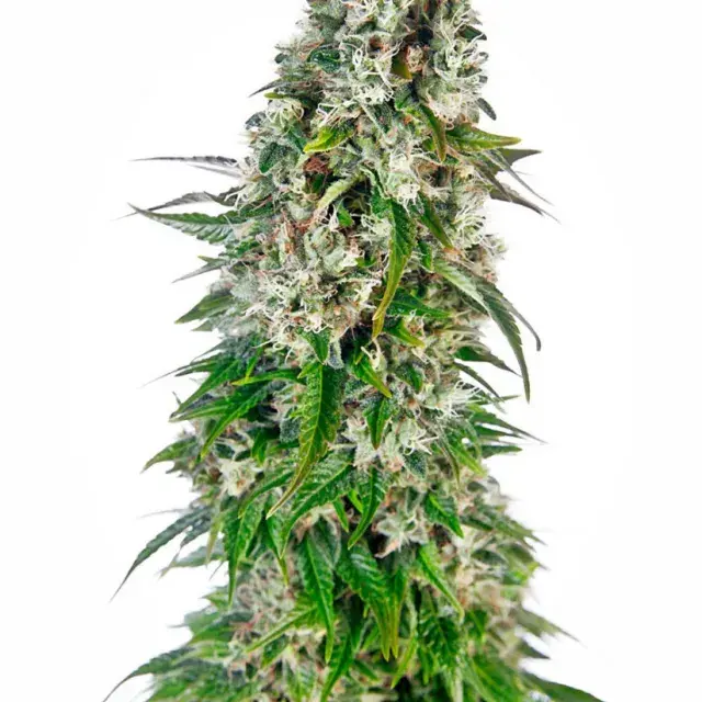 Big Bud Auto Feminised Cannabis Seeds | Sensi Seeds 