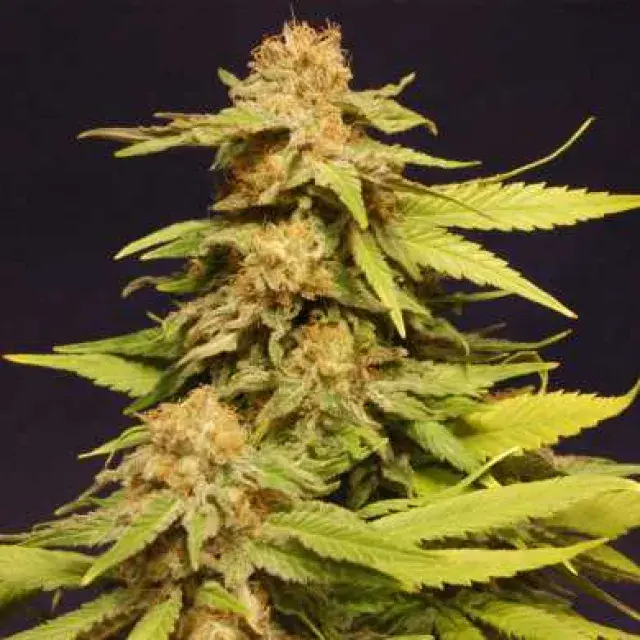 Big Bull Feminised Cannabis Seeds | Kannabia