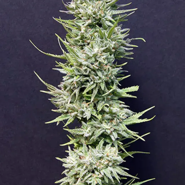 Buy Big Head Seeds Big Freeze Feminised Cannabis Seeds