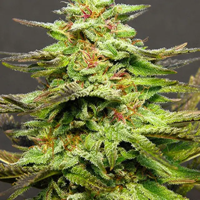 Julie's Cookies Feminised Cannabis Seeds | Big Head Seeds