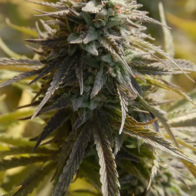 Trippy Gorilla Feminised Cannabis Seeds | Big Head Seeds