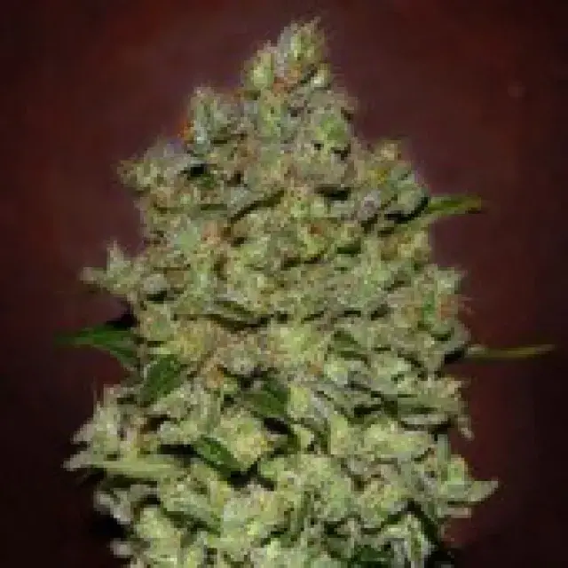 Advance Seeds Auto Biodiesel Mass Feminised Cannabis Seeds