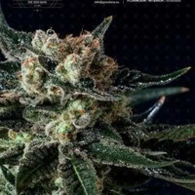 Black Diesel Feminised Cannabis Seeds