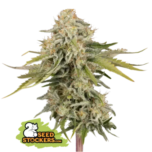 Black Rainbow Auto Feminised Cannabis Seeds | Seed Stockers.