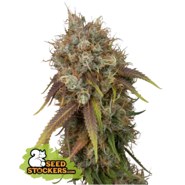 Black Rainbow Feminised Cannabis Seeds | Seed Stockers.