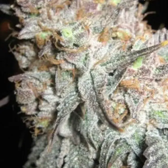 The Black Feminised Cannabis Seeds |  BC Bud Depot