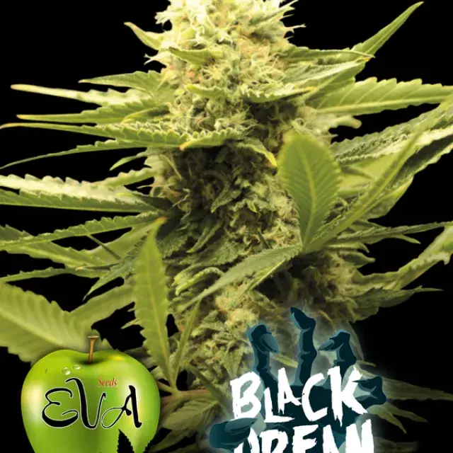 Black Dream Feminised Cannabis Seeds