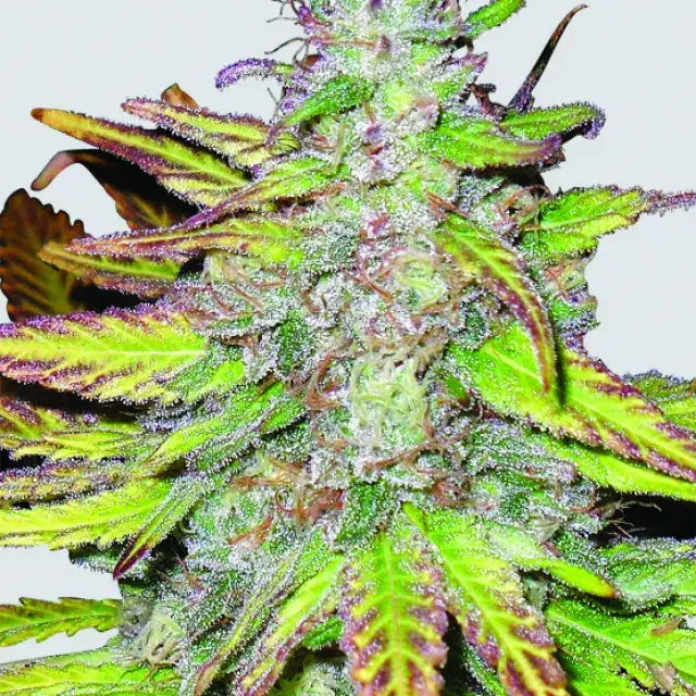 Blackberry Auto Feminised Cannabis Seeds | Fast Buds