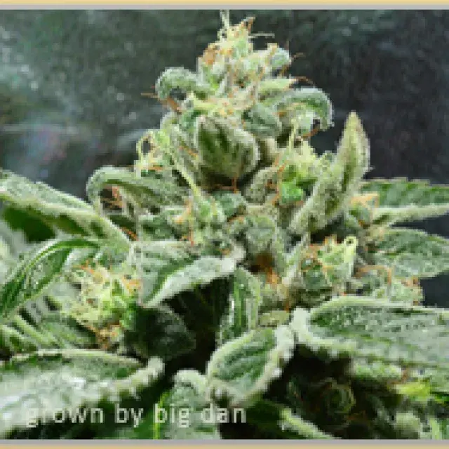 Green Gage Blessings OG Cannabis Seeds