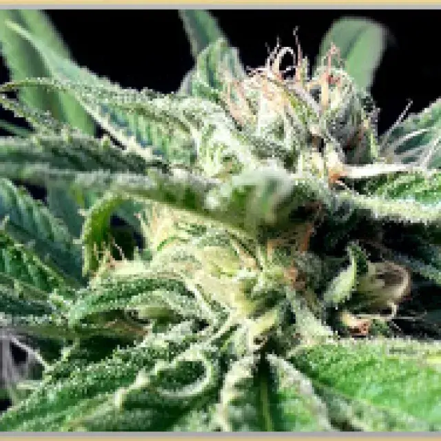 Green Gage Blue Flame Cannabis Seeds
