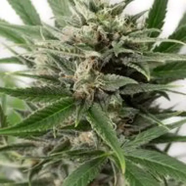 Blue Amnesia XXL Auto Feminised | Dinafem Seeds
