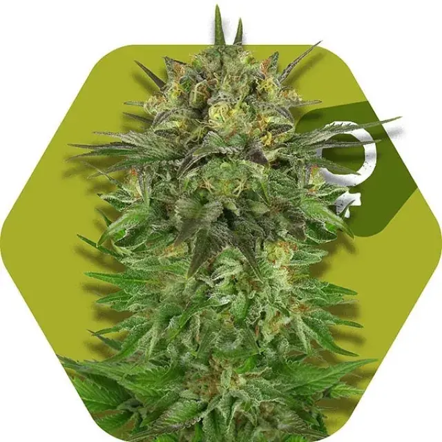 Blue Brilliant Feminised Cannabis Seeds | Zambeza Seeds