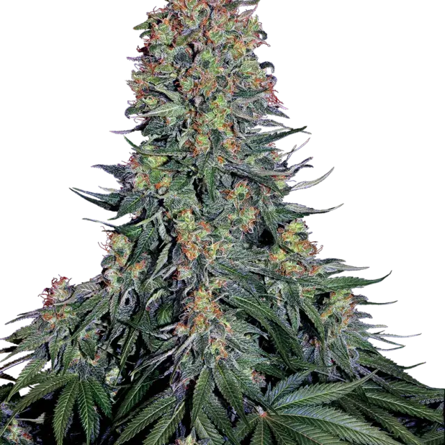 Blue Skunk Feminised Cannabis Seeds - Sensi Seeds