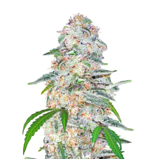 Blue Dream'matic Auto Feminised Cannabis Seeds | Fast Buds