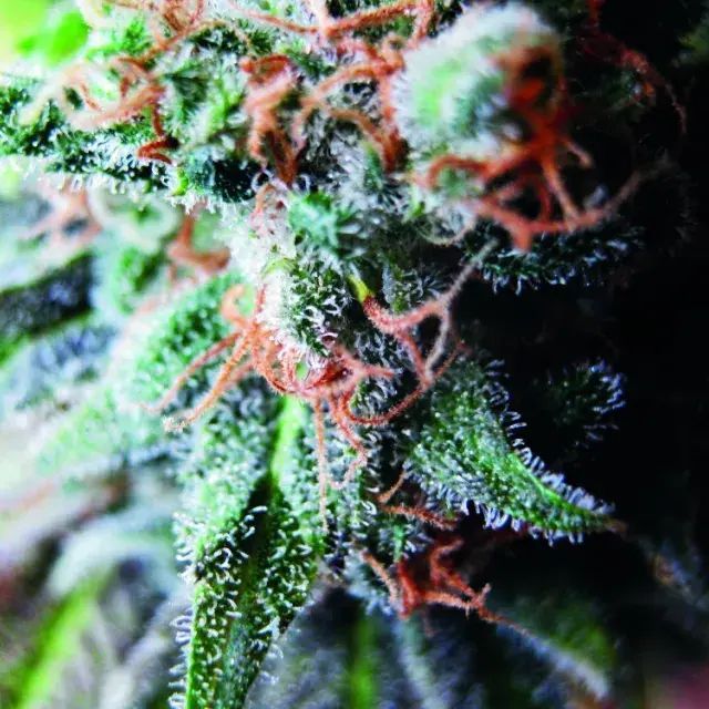 Blueberry Feminised Cannabis Seeds | Seedsman