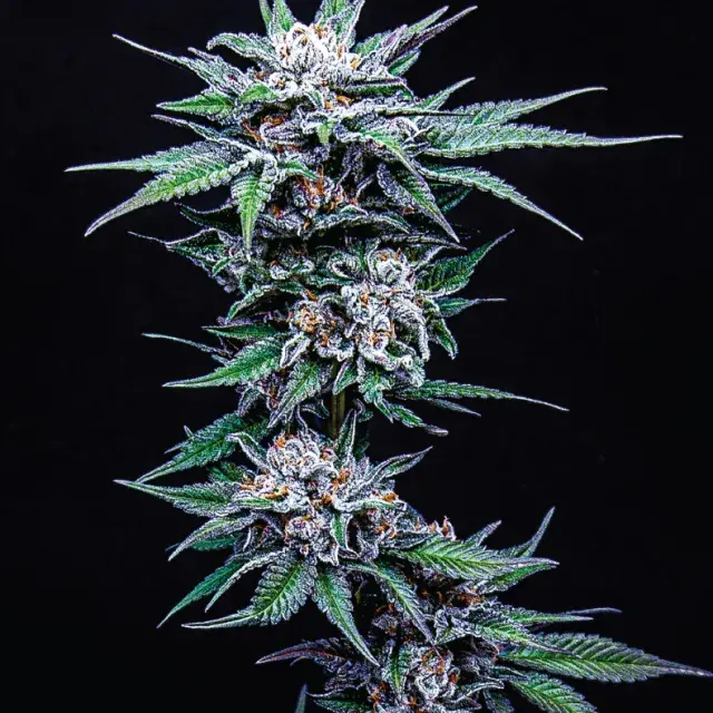 Blueberry Pancake Feminised Cannabis Seeds - Humboldt Seed Company