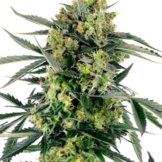 Blueberry Zkittlez Auto Feminised Cannabis Seeds - Sensi Seeds Research