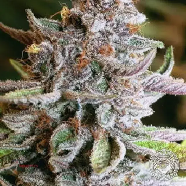 Blueberry OG Regular Cannabis Seeds | Apothecary Genetics Seeds
