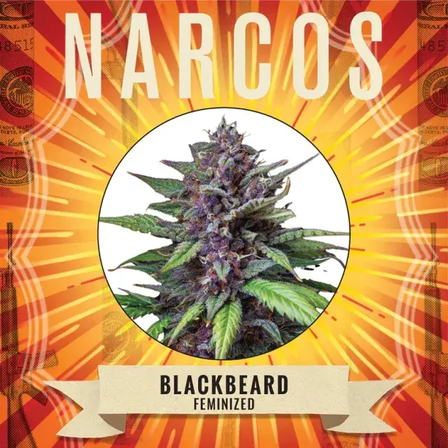 Blackbeard Feminised Cannabis Seeds - NARCOS Seeds