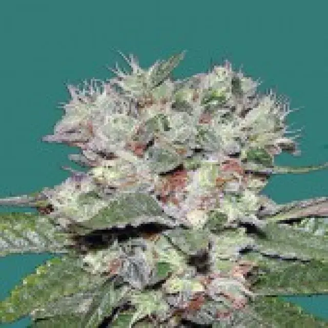 Bomb seeds CBD Bomb Feminised  Cannabis Seeds For Sale