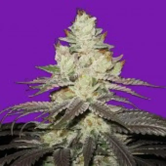 Bomb Seeds Killer Purps Feminised Cannabis Seeds For Sale