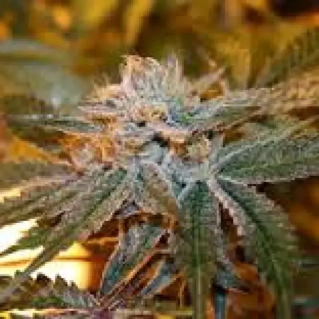 Boulder Bubblegum Feminised Cannabis Seeds | Sagarmatha Seeds