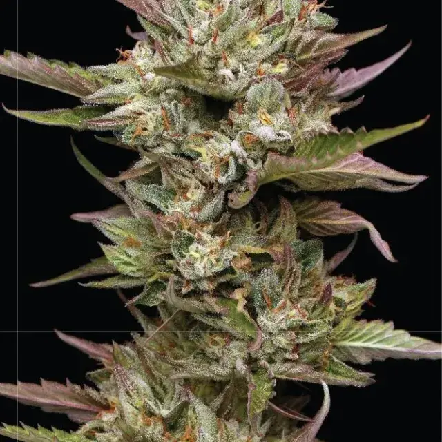 Moonfog Feminised Cannabis Seeds | Humboldt Seeds Organisation